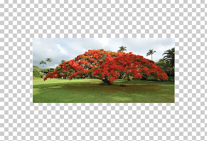 Royal Poinciana Tree Plant Seed Blue Jacaranda PNG, Clipart, Blue Jacaranda, Crown, Delonix, Flower, Flowering Plant Free PNG Download