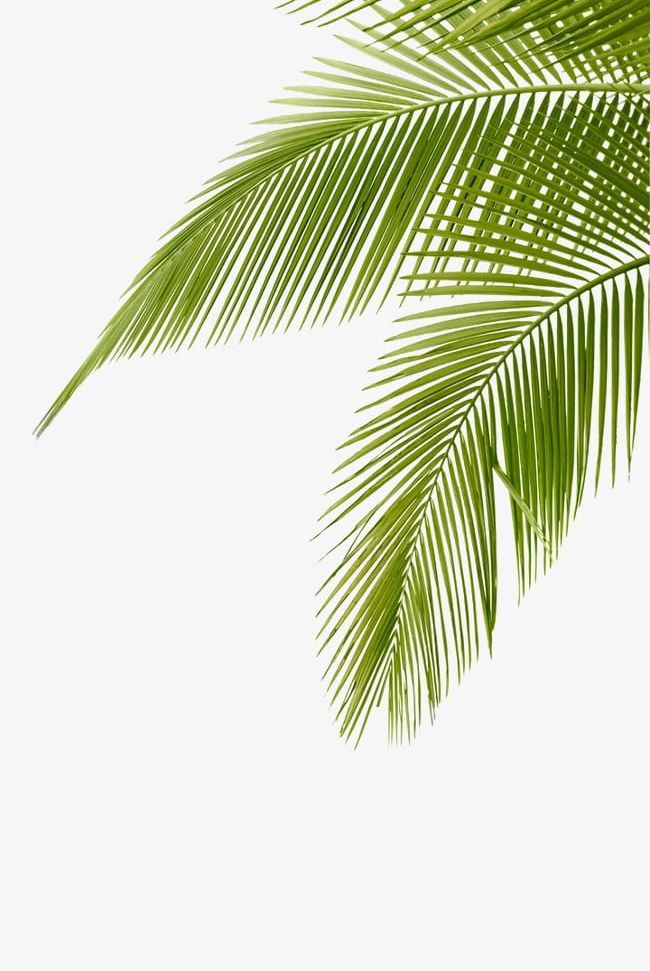 Coconut Leaves PNG, Clipart, Coconut, Coconut Clipart, Coconut Clipart, Coconut Tree, Green Free PNG Download