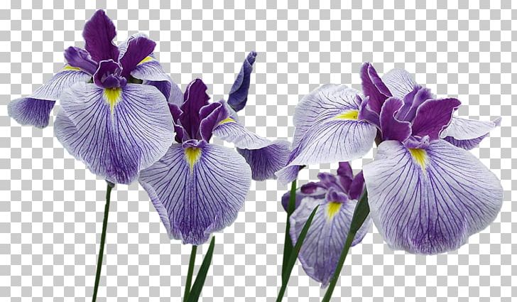 Northern Blue Flag Flower Orris Root PNG, Clipart, Clip Art, Flower, Flower Bouquet, Flowering Plant, Garden Roses Free PNG Download