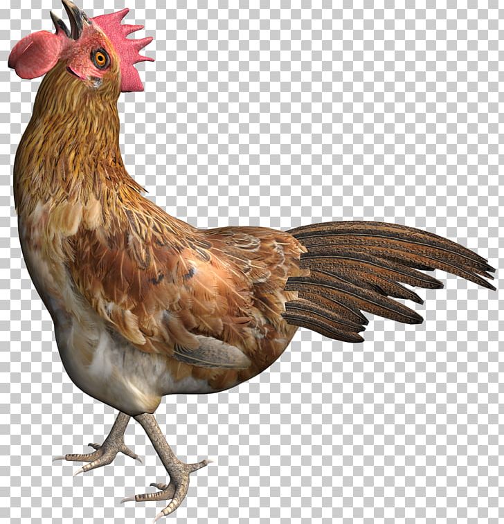 Rooster Chicken Poultry PNG, Clipart, Animal, Animals, Beak, Bird, Chicken Free PNG Download