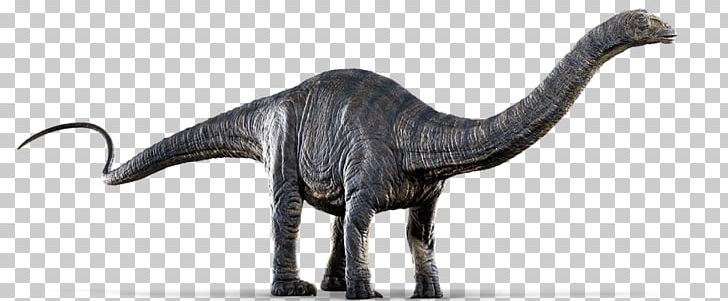 Apatosaurus Dinosaur Diplodocus Gallimimus Metriacanthosaurus PNG, Clipart, Animal Figure, Ankylosaurus, Apatosaurus, Dinosaur, Diplodocus Free PNG Download