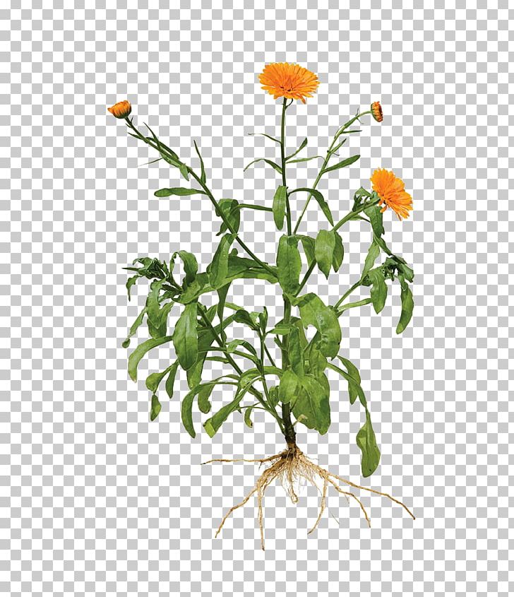 Calendula Officinalis Root Marigold Plant PNG, Clipart, Branch, Cartoon, Flower, Flower Arranging, Flowers Free PNG Download