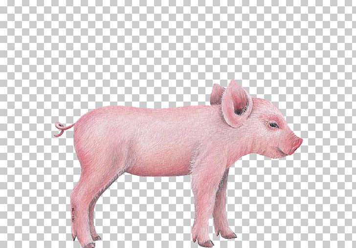 Miniature Pig Wall Decal Sticker PNG, Clipart, Animal, Animal Figure, Breed, Cow, Decal Free PNG Download