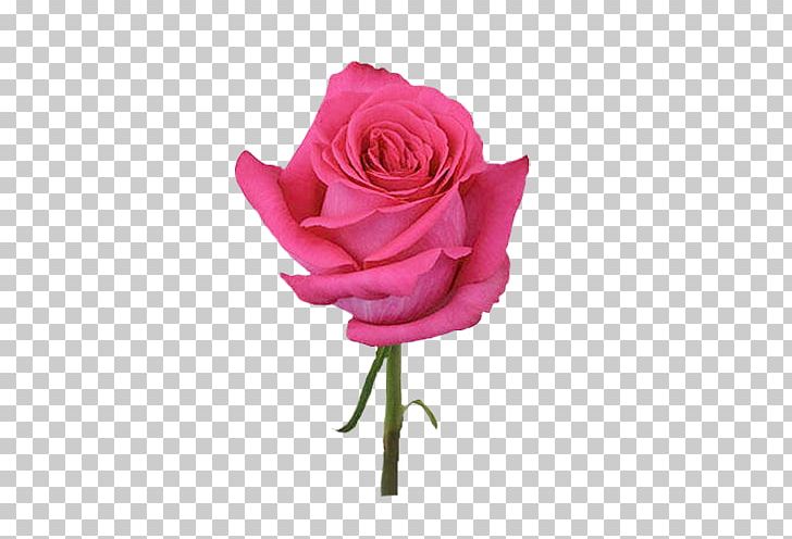 Pink Flowers Rose Dress Color PNG, Clipart, Color, Cut Flowers, Dress, Dress Shoe, Floribunda Free PNG Download