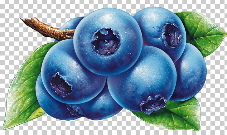 Portable Network Graphics Blueberry Bilberry PNG, Clipart, Berry, Bilberry, Blueberry, Blueberry Tea, Damson Free PNG Download