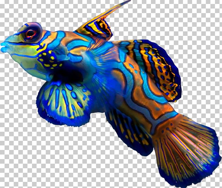 Synchiropus Splendidus Fish Ocellated Dragonet Reef Aquarium PNG, Clipart, Animals, Aquarium, Color, Coral Reef Fish, Dragonet Free PNG Download