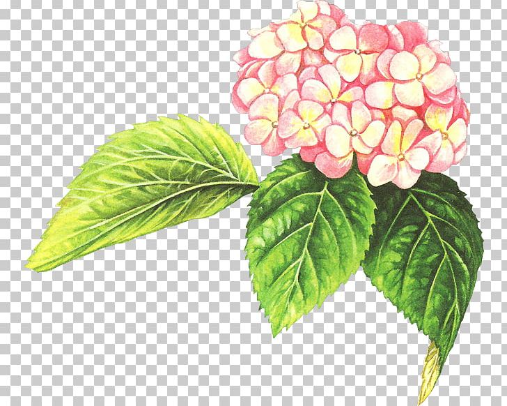 Watercolor Painting Leaf Petal Flower PNG, Clipart, Arrangement, Art, Cornales, Flower, Flowering Plant Free PNG Download