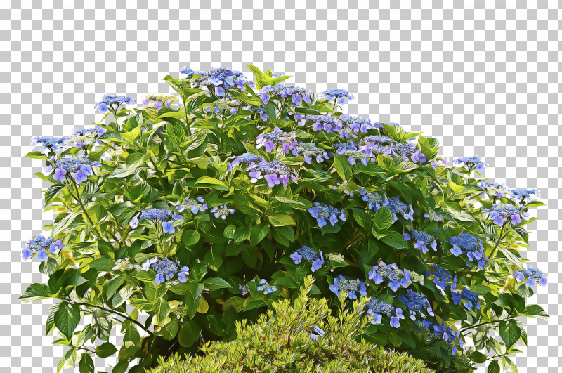 Spring Flower Spring Floral Flowers PNG, Clipart, Annual Plant, Bellflower, Bellflower Family, Bengal Clockvine, Blue Free PNG Download
