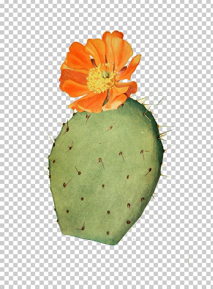 Cactaceae Drawing Flower Prickly Pear Illustration PNG, Clipart, Barbary Fig, Bonsai, Botani, Botany, Cactus Free PNG Download