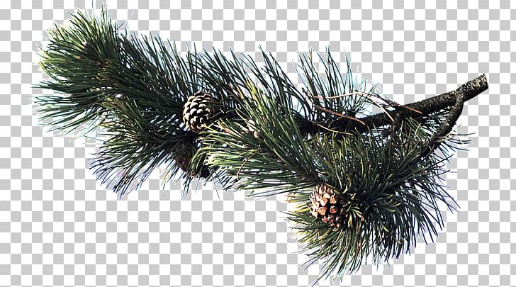 Pine Spruce Fir Conifers Conifer Cone PNG, Clipart, Albom, Album, Author, Branch, Christmas Ornament Free PNG Download