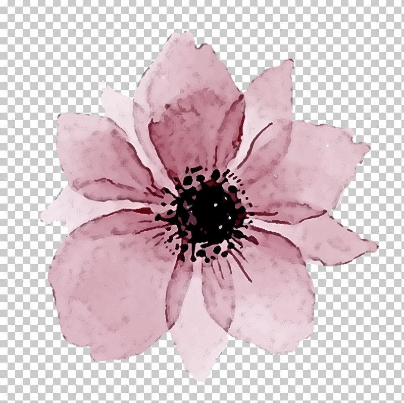 Petal Flower Pink Plant Anemone PNG, Clipart, Anemone, Blackandwhite, Flower, Petal, Pink Free PNG Download