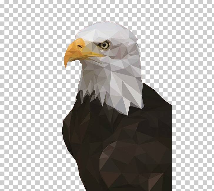 Bald Eagle Vecteur PNG, Clipart, Accipitriformes, Adobe Illustrator, Animals, Bald Eagle, Beak Free PNG Download