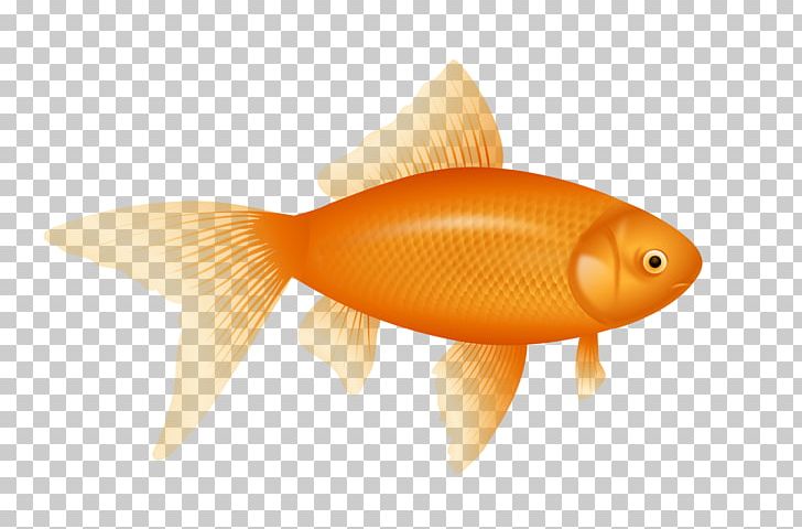 Fish PNG, Clipart, Fish Free PNG Download