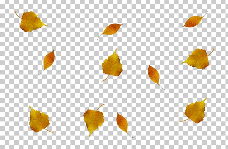 Leaf Light Autumn Vascular Plant PNG, Clipart, Autumn, Autumn Leaves, Branch, Desktop Wallpaper, Flower Free PNG Download