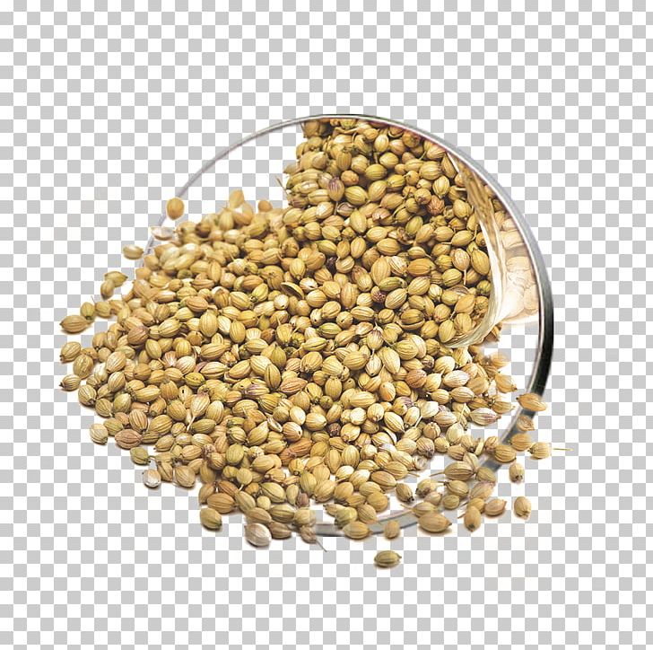 Lentil Coriander Vegetarian Cuisine Seed Herb PNG, Clipart, Bean, Cereal, Commodity, Coriander, Coriander Green Free PNG Download