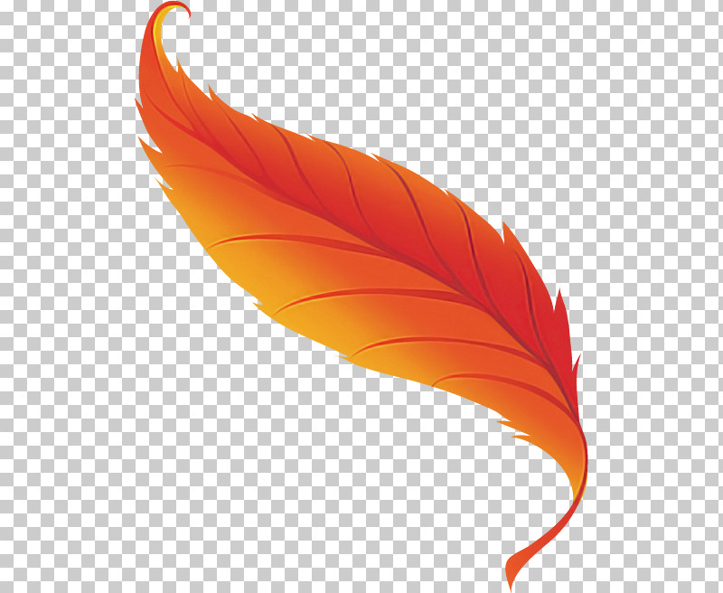 Feather PNG, Clipart, 44th Avenue North, Feather, Life, St Cloud, St Cloud State University Free PNG Download