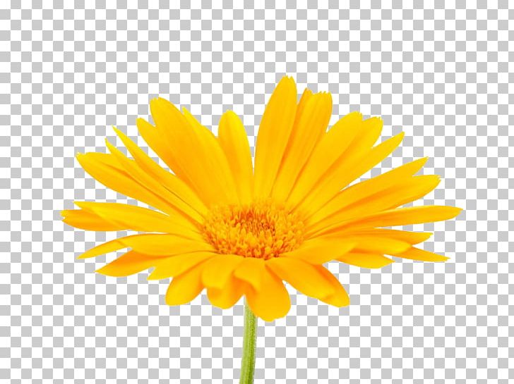 Calendula Officinalis Mexican Marigold Flower Stock Photography PNG, Clipart, African, African Tree, Biological, Daisy Family, Flowers Free PNG Download