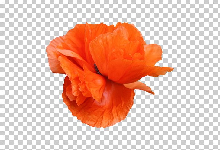 Common Poppy Flower PNG, Clipart, Common Poppy, Encapsulated Postscript, Flower, Flower Bouquet, Flowering Plant Free PNG Download