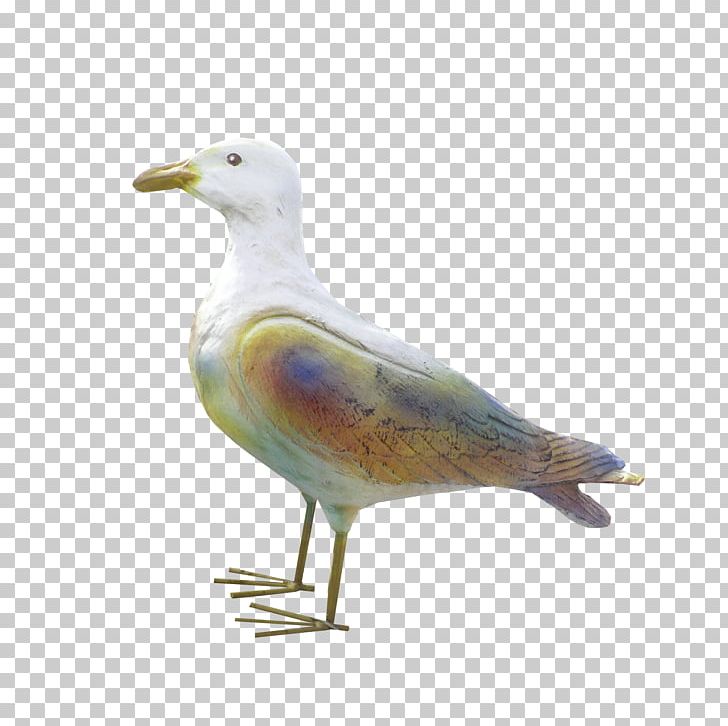 European Herring Gull Gulls Water Bird Wader PNG, Clipart, Animals, Beak, Bird, Charadriiformes, European Herring Gull Free PNG Download