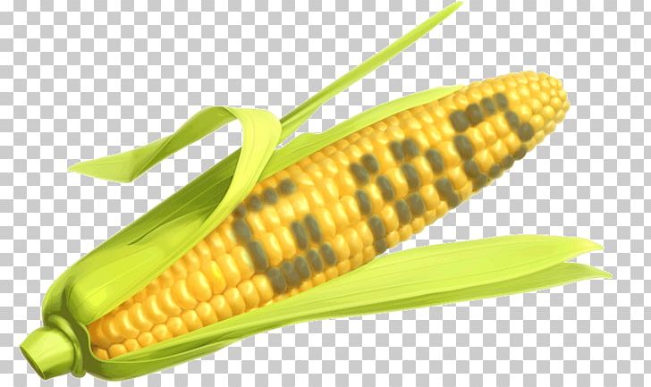 Genetically Modified Maize Corn On The Cob Genetically Modified Organism Genetically Modified Food PNG, Clipart, Agriculture, Commodity, Corn Kernel, Corn Kernels, Corn On The Cob Free PNG Download
