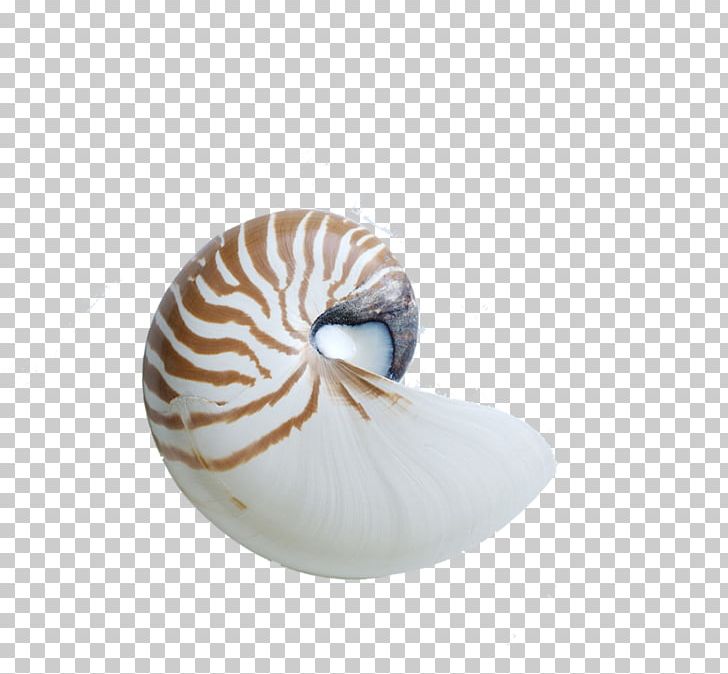 Chambered Nautilus Seashell Snail Nautilidae PNG, Clipart, Cartoon Conch, Chambered Nautilus, Conch, Conchology, Conchs Free PNG Download