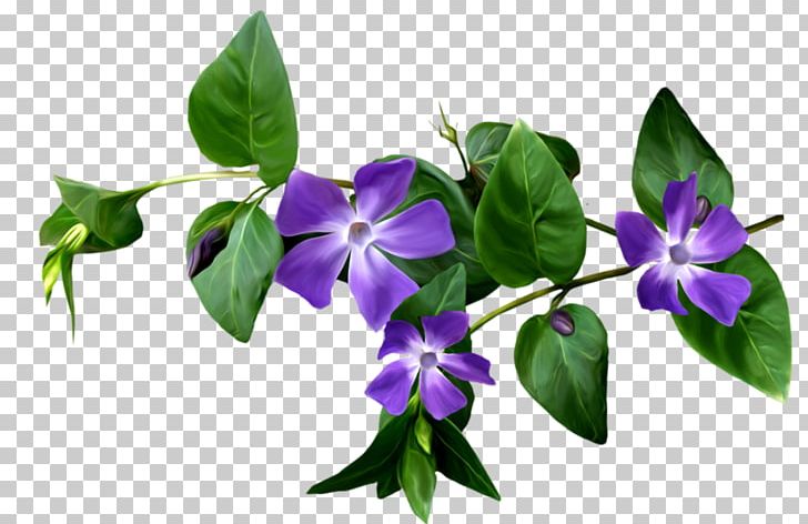 Flower PNG, Clipart, Adobe Flash, Botanical Illustration, Botany, Cicek, Cicekler Free PNG Download