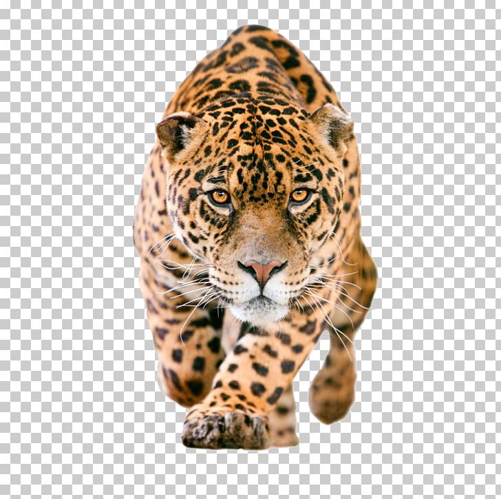 Jaguar PNG, Clipart, Animal, Animals, Big Cats, Carnivoran, Cat Like Mammal Free PNG Download