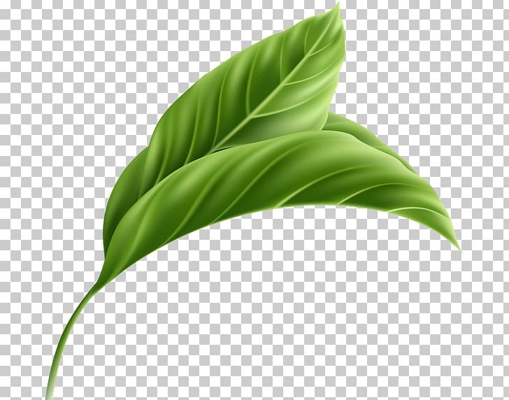 Leaf Plant Stem PNG, Clipart, Grass, Green, Leaf, Plant, Plant Stem Free PNG Download