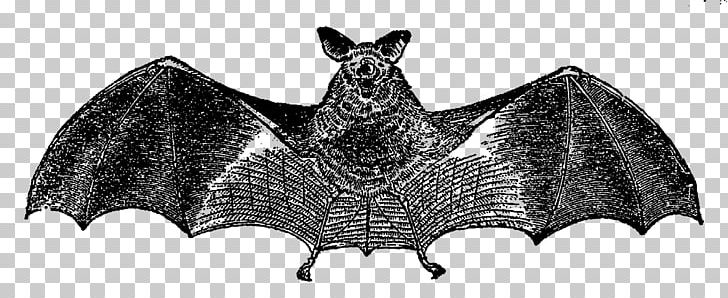 Bat PNG, Clipart, Animal Figure, Animals, Bat, Black And White, Computer Icons Free PNG Download