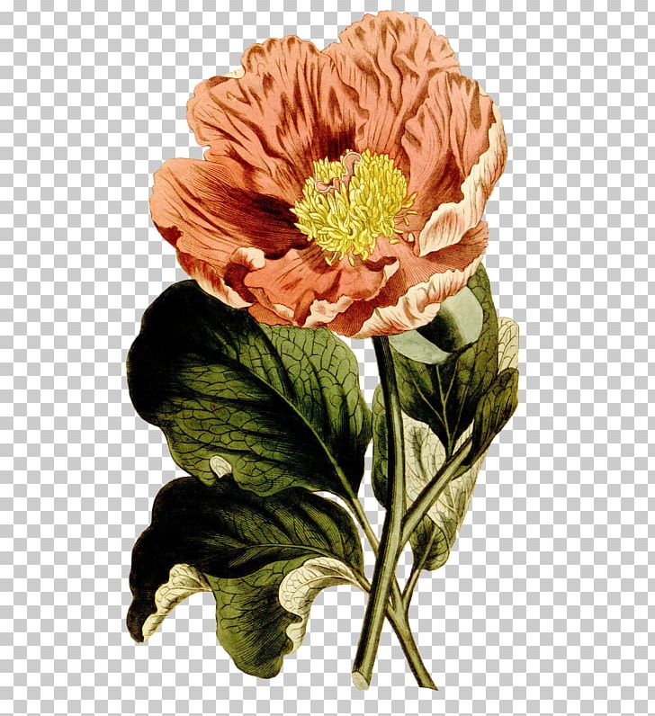 Floral Design Botanical Illustration Botany Drawing Flower PNG, Clipart, Botanical Illustration, Botany, Drawing, Floral Design, Flower Flower Free PNG Download