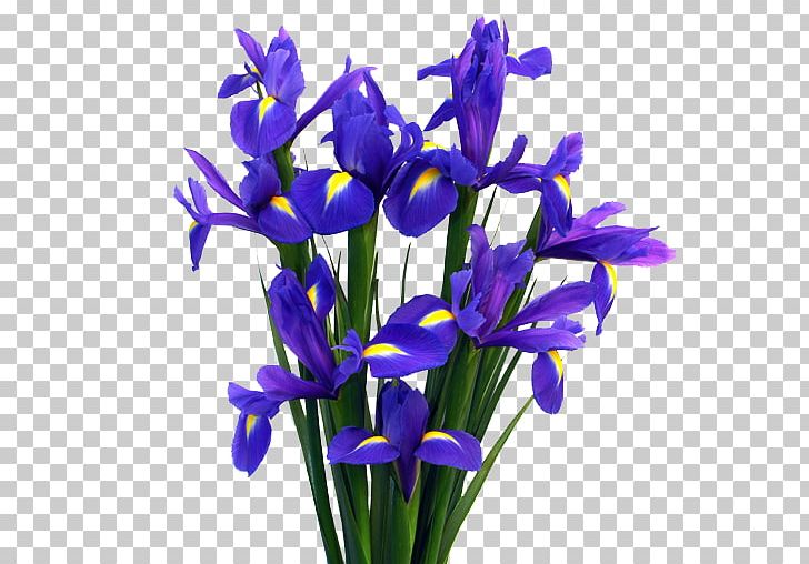 Flower Bouquet Purple Flower Garden Garden Roses PNG, Clipart, Art, Blue, Cats, Color, Crocus Free PNG Download