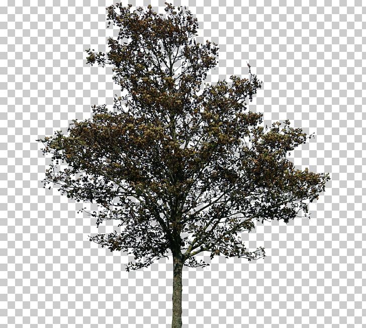 Tree Rendering PNG, Clipart, 3d Rendering, Branch, Deviantart, Nature