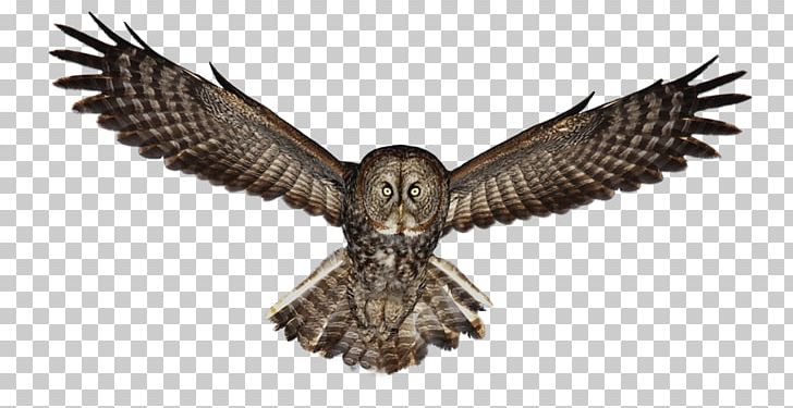 Owl Portable Network Graphics Graphics PNG, Clipart, Accipitriformes, Art, Beak, Bird, Bird Of Prey Free PNG Download