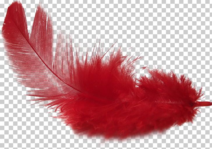 Feather PNG, Clipart, Animals, Dots Per Inch, Download, Encapsulated Postscript, Feather Free PNG Download