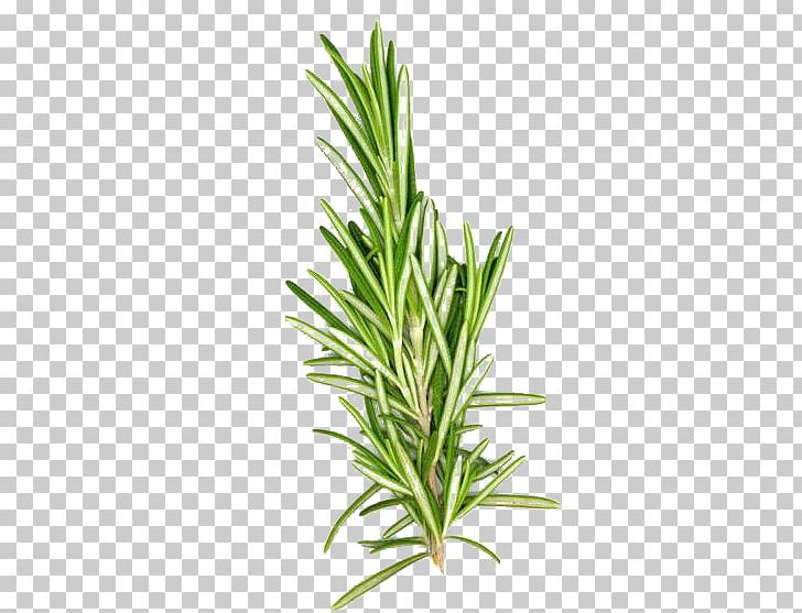 Mediterranean Cuisine Rosemary Organic Food Herb Flavor PNG, Clipart, Biological Rosemary Grass, Fines Herbes, Food, Food Drinks, Grass Free PNG Download