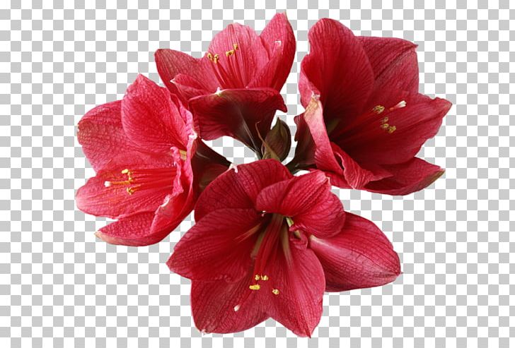 Orchids Flower PNG, Clipart, Amaryllis, Amaryllis Belladonna, Amaryllis Family, Artificial Flower, Azalea Free PNG Download