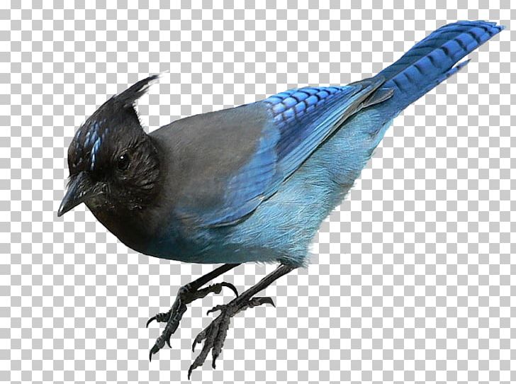 Bird Beak Feather Painting PNG, Clipart, Animals, Beak, Bird, Bluebird, Blue Jay Free PNG Download