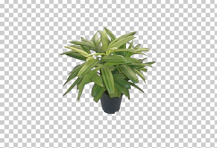 Leaf Flowerpot Houseplant Plant Stem Tree PNG, Clipart, Evergreen, Flowerpot, Grass, Herb, Houseplant Free PNG Download