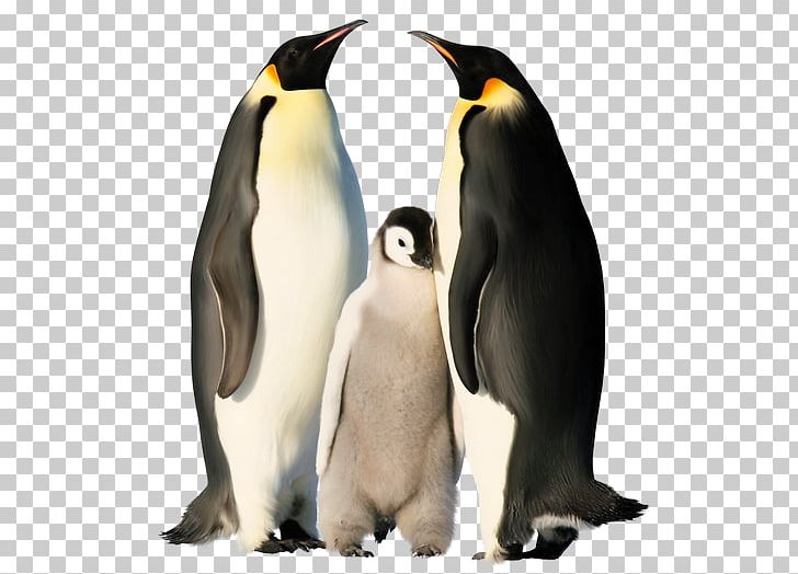 The Emperor Penguin Antarctica PNG, Clipart, Animal, Animals, Antarctic, Beak, Bird Free PNG Download
