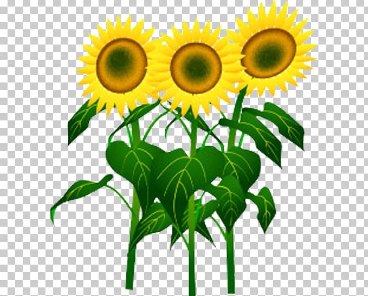 Common Sunflower Cartoon Sunflower Seed PNG, Clipart, Ball, Boy Cartoon, Cartoon Alien, Cartoon Character, Cartoon Cloud Free PNG Download