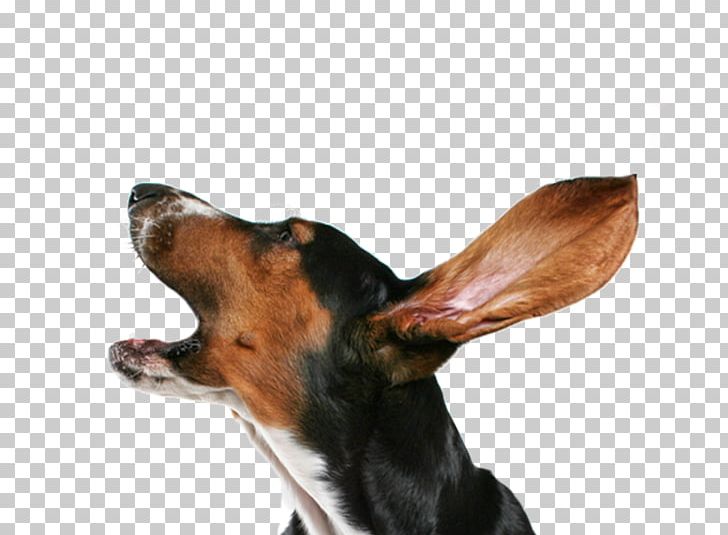 Dog Collar Puppy Bark Dog Collar PNG, Clipart, Animals, Bark, Barking, Carnivoran, Cat Free PNG Download