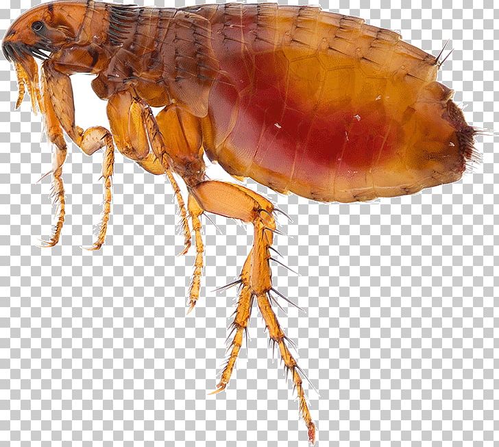 Insect Mosquito Flea Pest Cat PNG, Clipart, Animals, Arthropod, Bed Bug, Cat, Cat Flea Free PNG Download