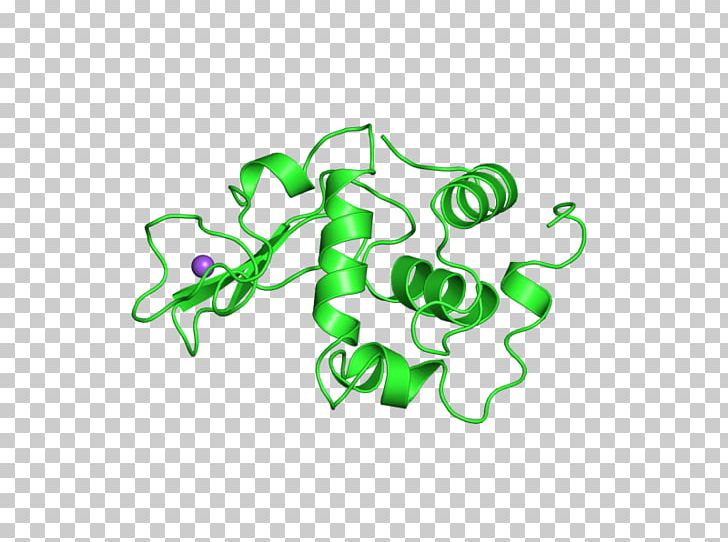 International Genetically Engineered Machine E. Coli Lysozyme Bacteria PNG, Clipart, Angle, Antimicrobial, Area, Bacteria, Bacteriophage Free PNG Download