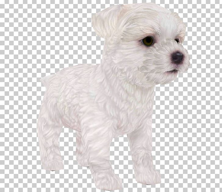Maltese Dog Schnoodle West Highland White Terrier Puppy Dog Breed PNG, Clipart, Animals, Bichon, Bichon Frise, Breed, Carnivoran Free PNG Download