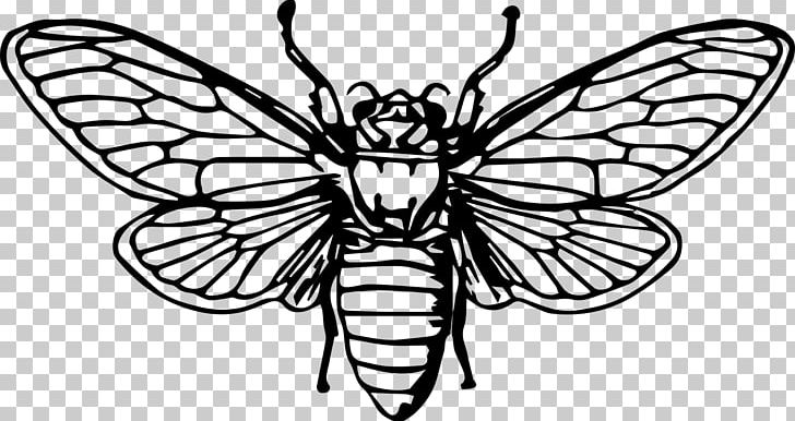 Beetle Cicadas Drawing PNG, Clipart, Animal, Black, Brush Footed Butterfly, Color, Farm Animals Free PNG Download