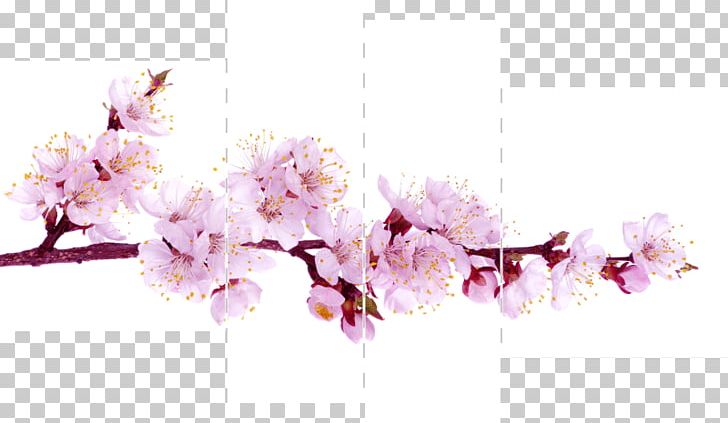 Blossom Stock Photography Stock.xchng Flower PNG, Clipart, Blossom, Branch, Cherry Blossom, Cut Flowers, Floral Design Free PNG Download