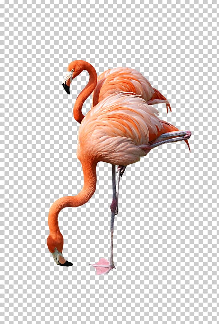 Flamingo PNG, Clipart, Animals, Beak, Bird, Clip Art, Computer Icons Free PNG Download