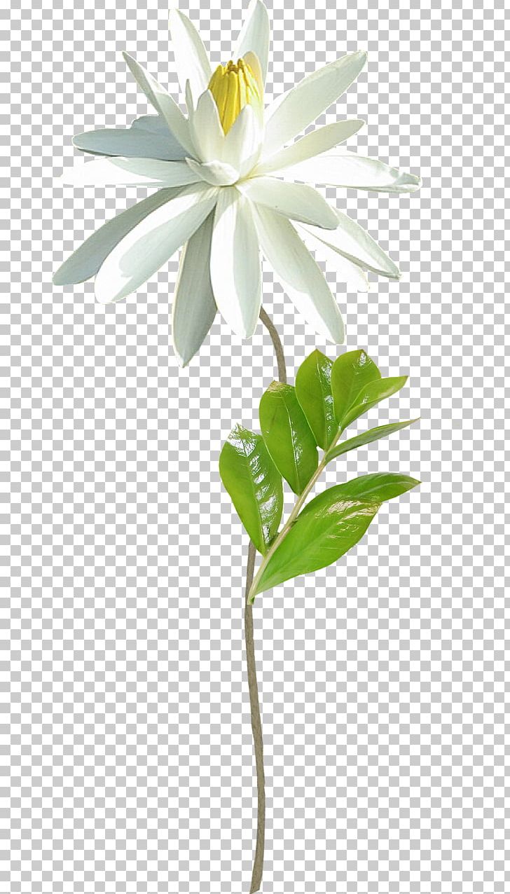 Flower Lossless Compression PNG, Clipart, Clip Art, Cut Flowers, Daisy, Data, Data Compression Free PNG Download