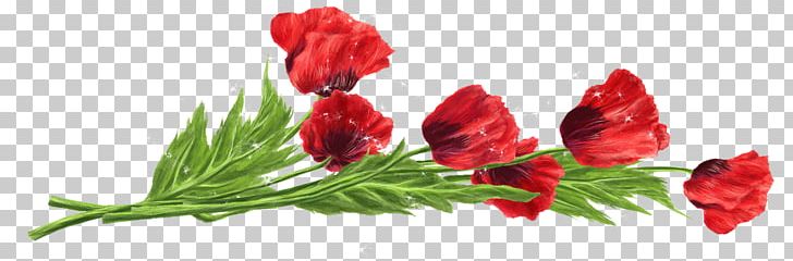 Flower Red Tulip PNG, Clipart, Computer, Cut Flowers, Download, Floral Design, Floristry Free PNG Download