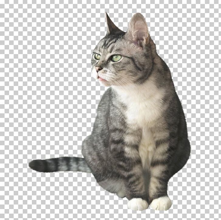 Dragon Li American Shorthair European Shorthair American Wirehair German Rex PNG, Clipart, American Wirehair, Animal, Animals, Asian, Carnivoran Free PNG Download